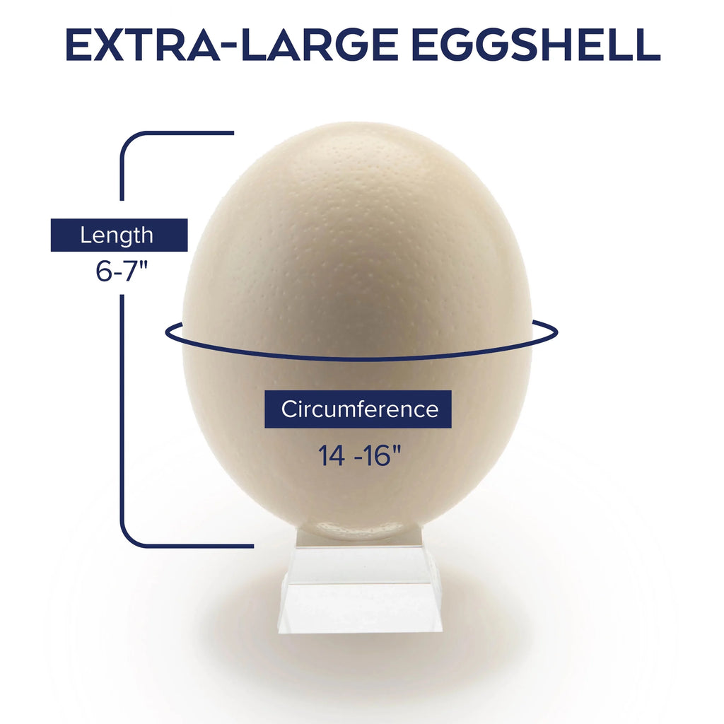 Ostrich Eggshells Q3160