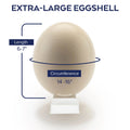 Ostrich Eggshells Q3160