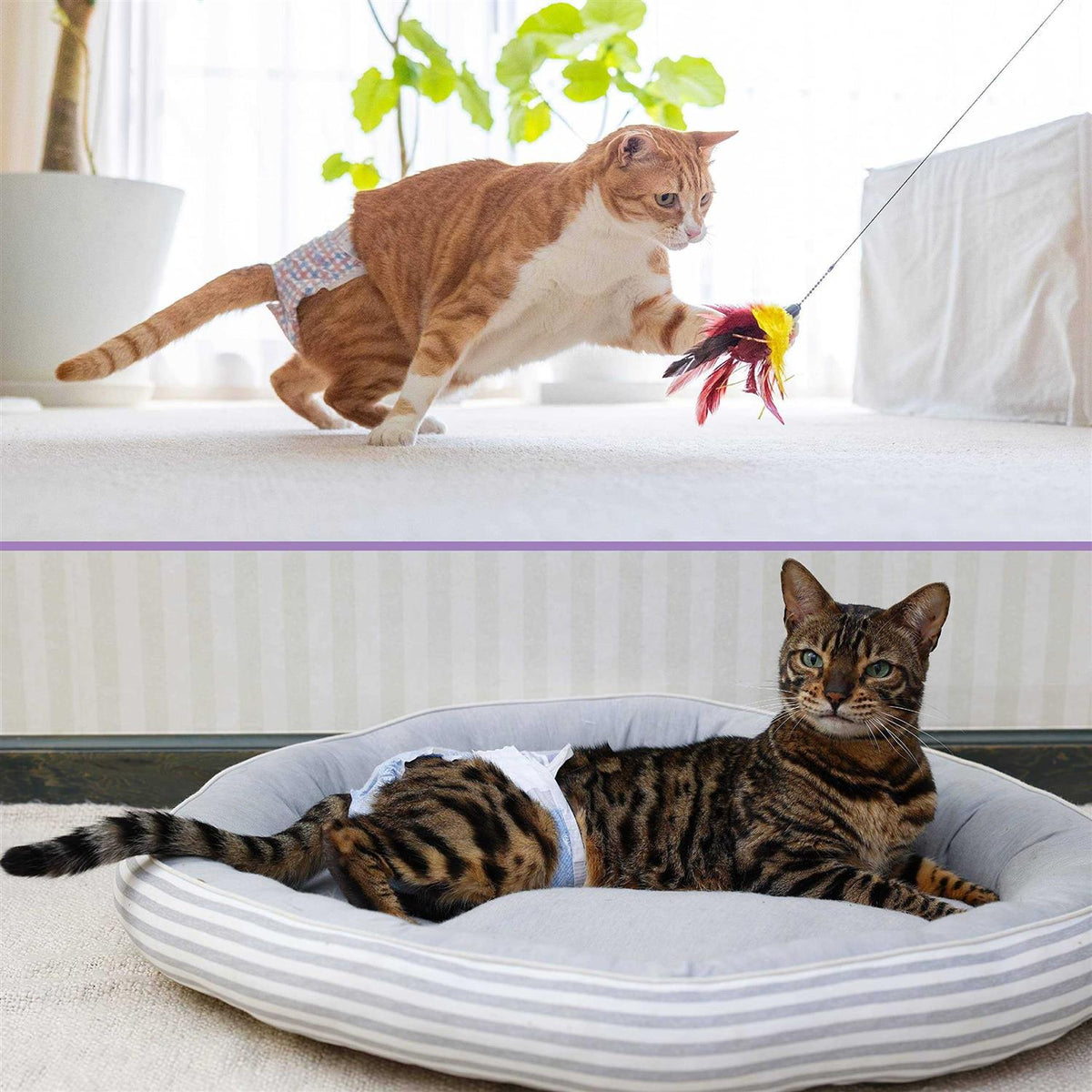 Disposable Cat Diapers N1230