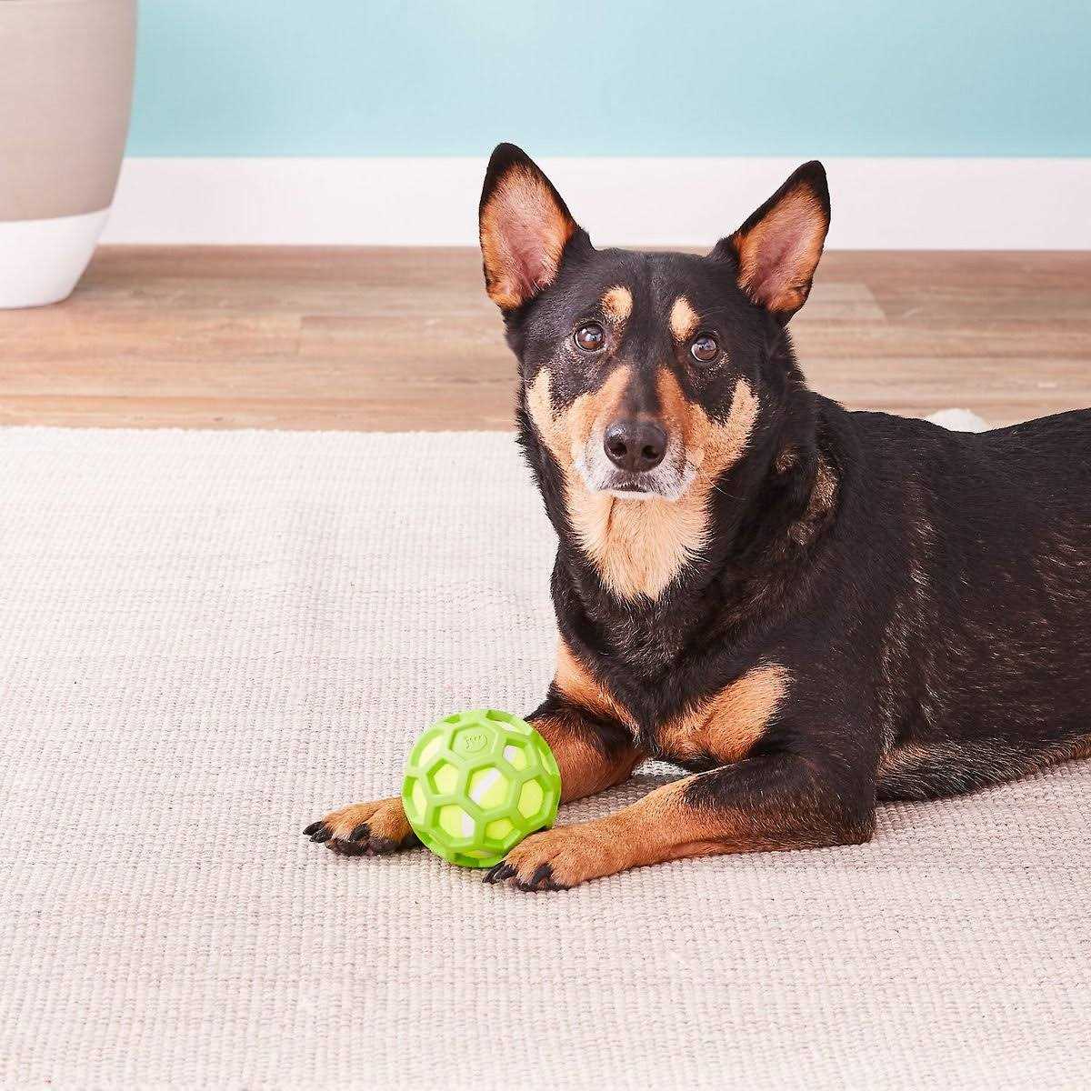 Dog Toy D8844