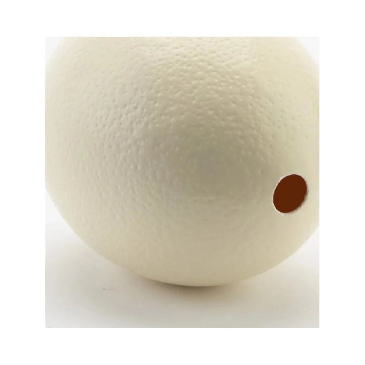 Ostrich Eggshells Q3160
