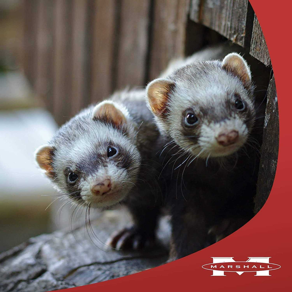 Premium Ferret Treats J23886