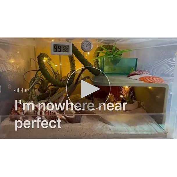 Natural Hermit Crab Shells 14Pcs R6127