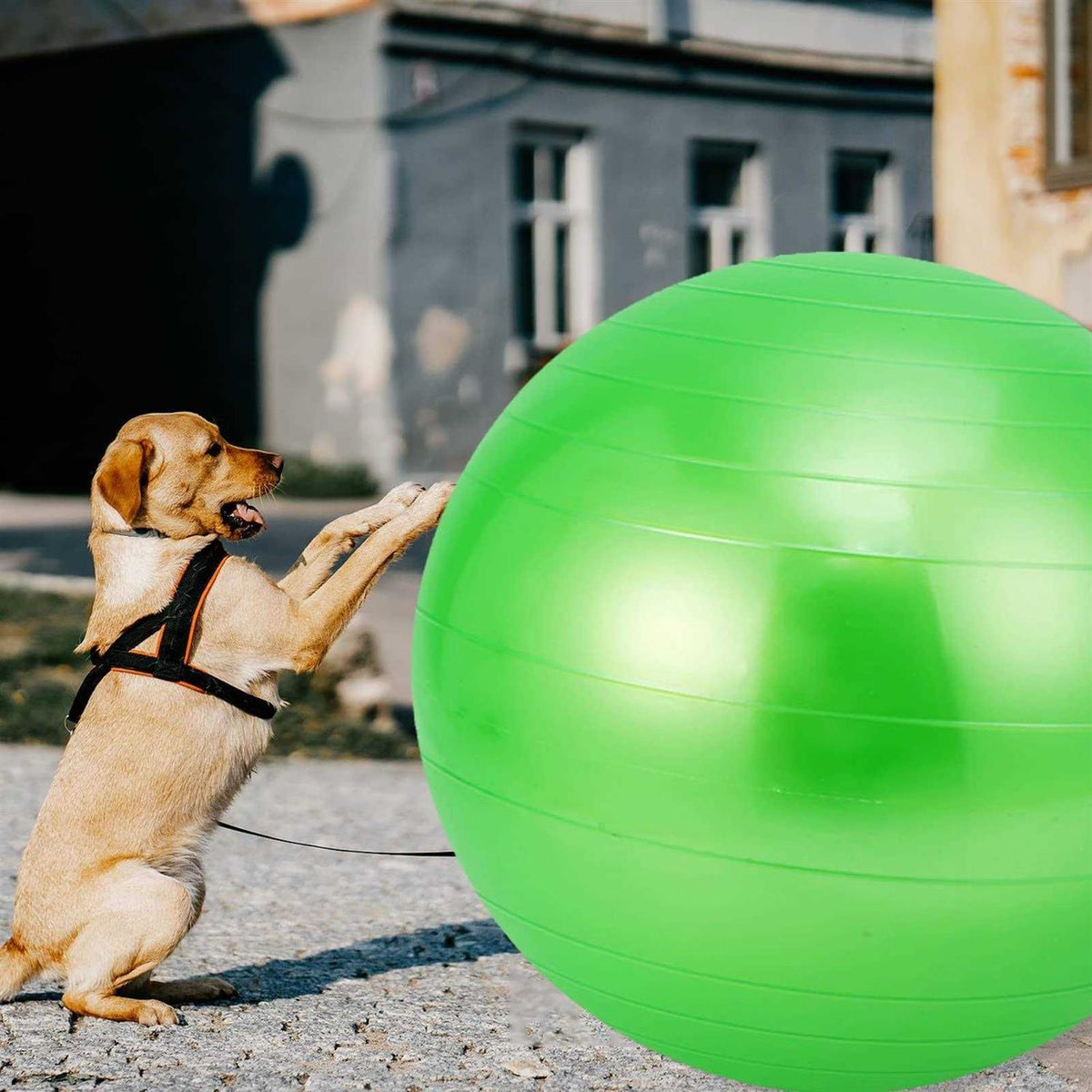 30 Inch Anti-Burst Mega Herding Ball with Pump C34809