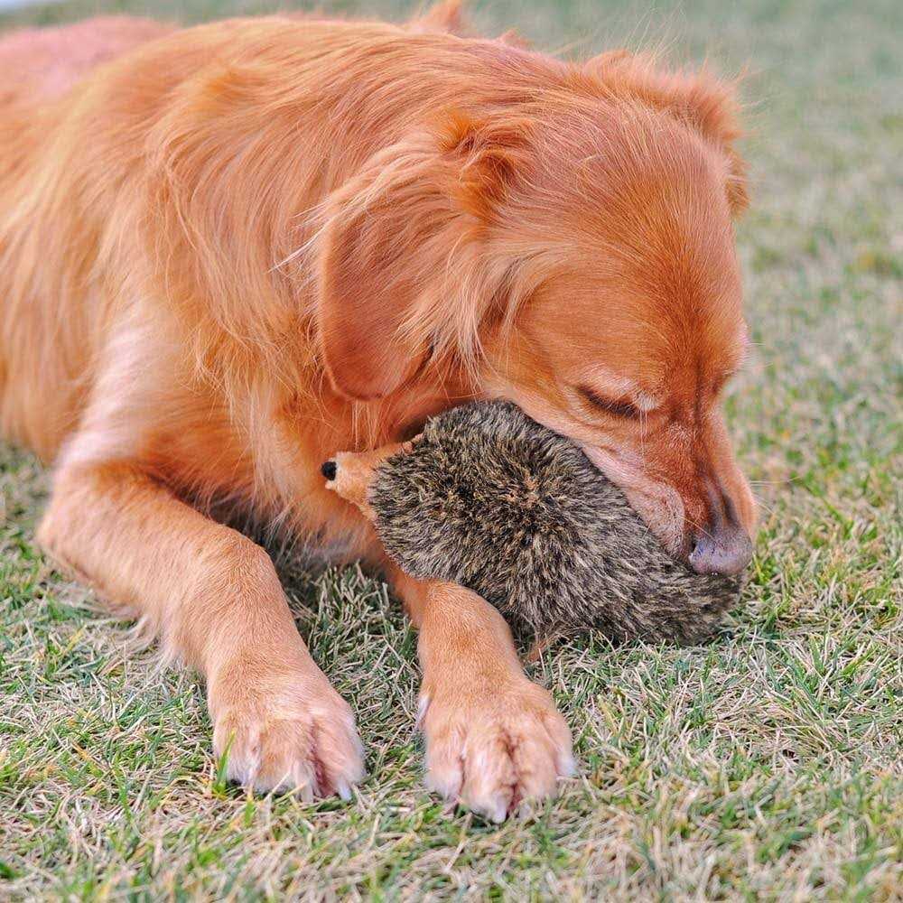 Hedgehog Dog Toy K9272