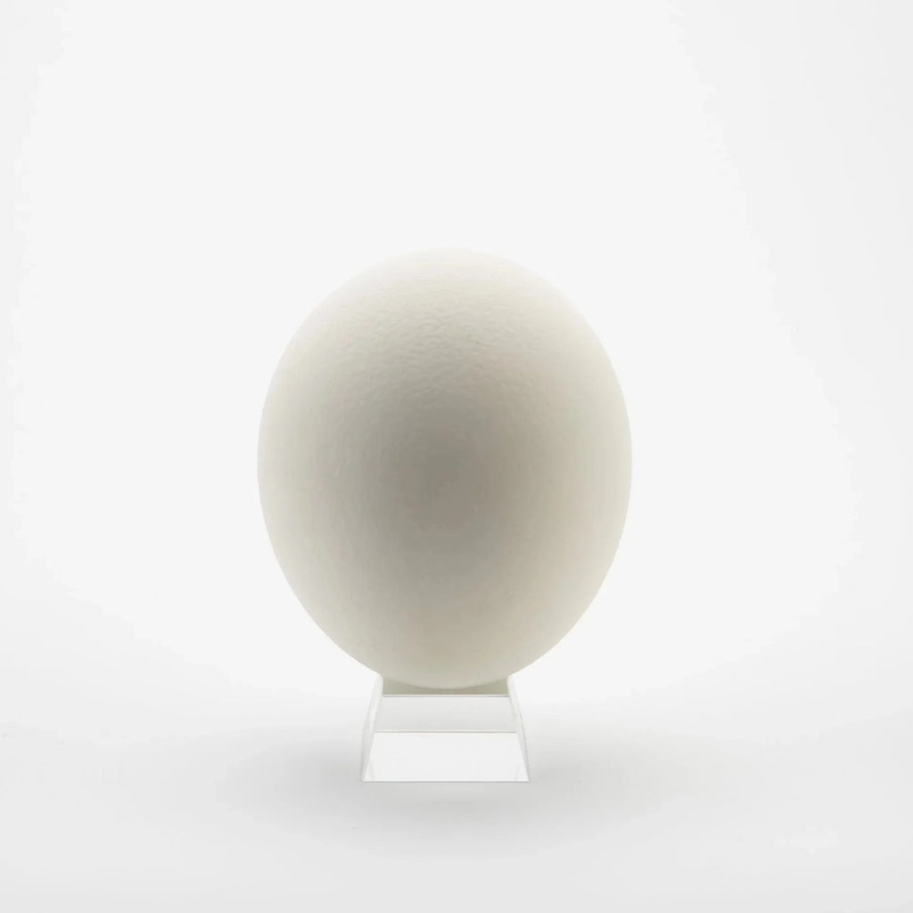 Ostrich Eggshells Q3160