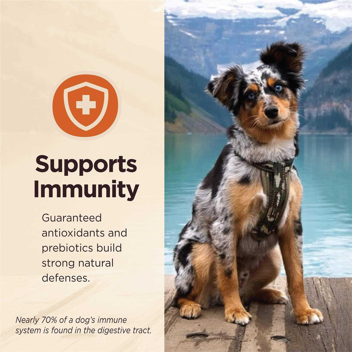 Grain Free Wet Dog Food Z3012