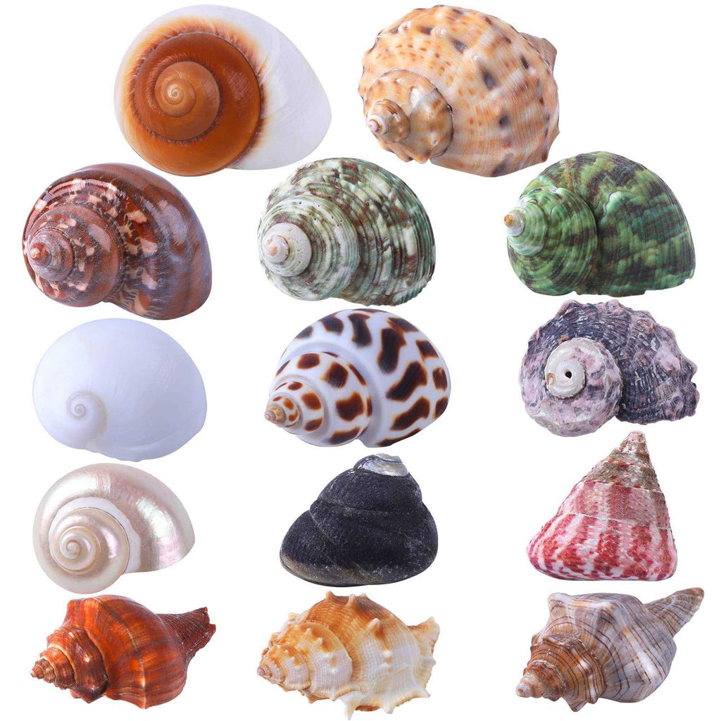Natural Hermit Crab Shells 14Pcs R6127