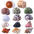 Natural Hermit Crab Shells 14Pcs R6127
