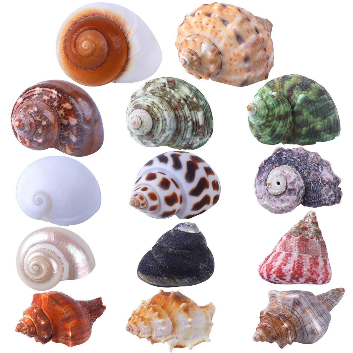 Natural Hermit Crab Shells 14Pcs R6127