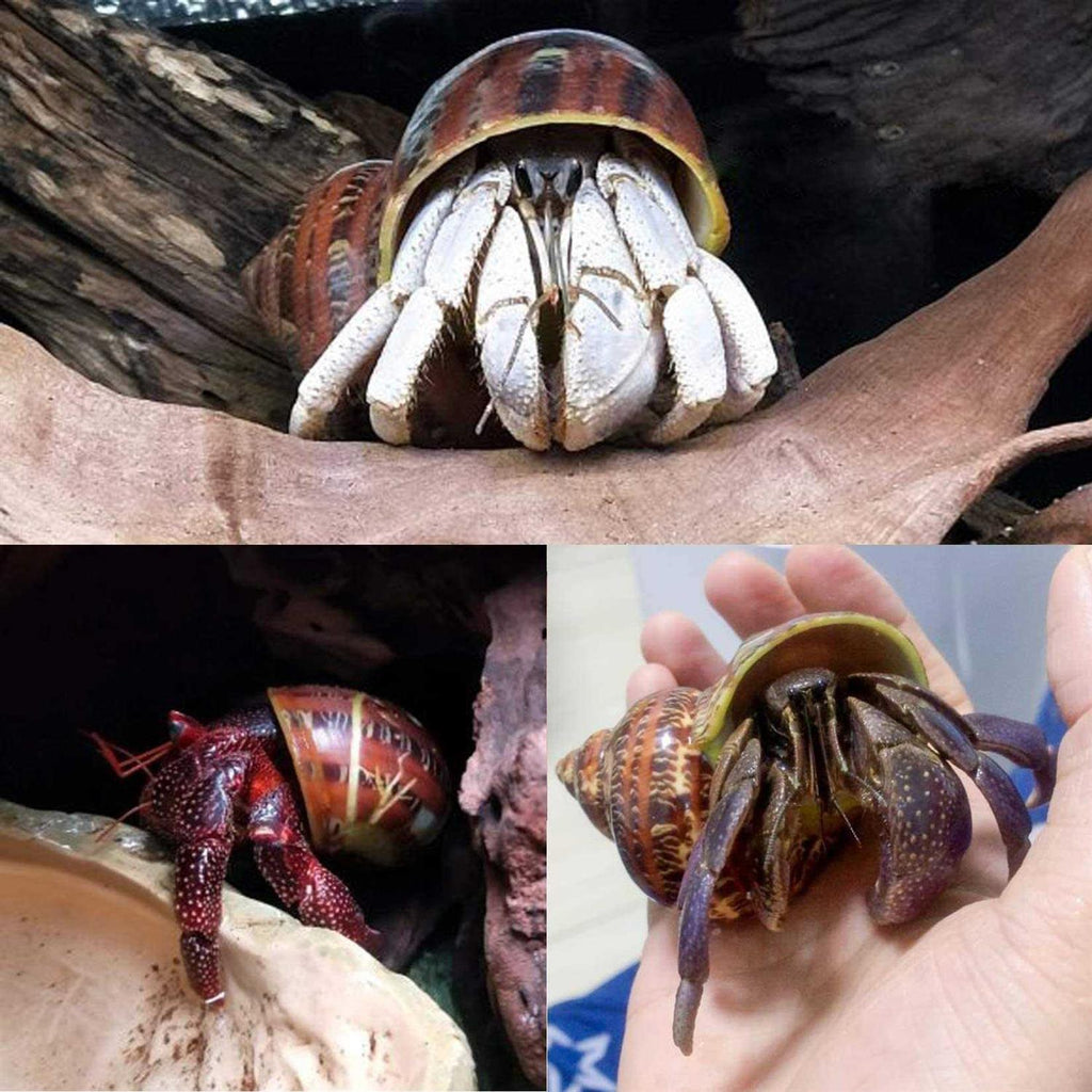 Natural Hermit Crab Shells 14Pcs R6127