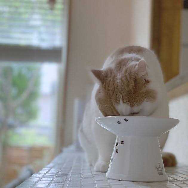 Extra Wide Raised Cat Food Bowl B63718