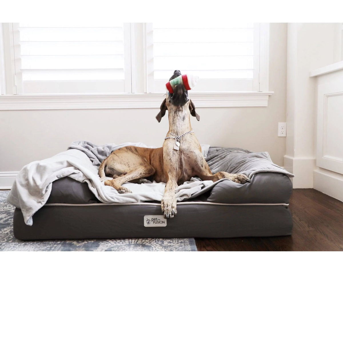 Jumbo Gray Solid Memory Foam Dog & Cat Bed Q956039
