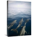Bottlenose Dolphin Pod Surfacing Art Print A5944